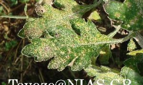 酵母副作用网- 酵母对人体有哪些好处和坏处知识,分享酵母硒的副作用和危害有哪些
